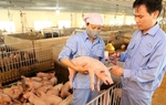 Giá heo tiếp tục giảm, cổ phiếu ngành chăn nuôi "đi lùi" 