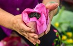 Trải nghiệm: "Thiên cổ đệ nhất trà" có giá lên tới cả chục triệu đồng 1kg