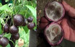 Quả hồng châu gây ngộ độc cho 11 trẻ ở Hà Giang có chứa chất kịch độc như lá ngón