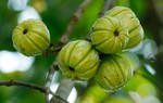 Loại quả được mệnh danh là "măng cụt rừng" có tác dụng hỗ trợ giảm cân, phòng ngừa tiểu đường