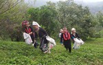 Phát triển kinh tế cùng cây dẻ trên vùng đất mới 