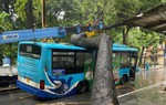 Hà Nội: Cây xà cừ bật gốc trong ngày mưa đè trúng xe buýt