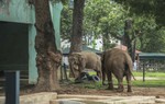 Sự thật về thông tin “Vườn thú Hà Nội chỉ còn duy nhất một chú voi”