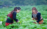 Quy định mới về hỗ trợ đất sản xuất cho hộ đồng bào dân tộc thiểu số nghèo