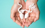 “Hàn thử biểu” phản ánh sức khỏe của tinh trùng