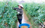 Nam Định: Nâng cao vai trò, vị thế của phụ nữ, thực hiện bình đẳng giới trong lĩnh vực kinh tế 