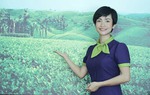 Nữ start-up bảo tồn và phát triển giống chè búp tím Thanh Ba