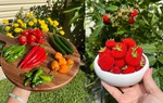 Quá mê làm vườn, hàng xóm nhường cả đất trước nhà cho trồng trọt: Thành quả vượt mong đợi!