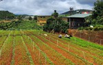 Nông sản Đà Lạt: Vì sao chất lượng tốt vẫn khó tiếp cận thị trường TPHCM?