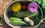 Khu vườn đủ loại cây trái xanh tươi của con gái trồng tặng cha mẹ