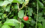 
Loại cây dại mọc đầy ở Việt Nam nhưng ít ai để ý tới là 'lá chắn' bảo vệ gan, khớp cực tốt