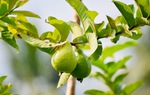 "Thuốc chữa tiêu chảy tự nhiên" từ búp ổi non