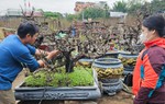 Kỳ công chăm sóc đào Thất thốn có giá hàng chục triệu đồng chơi Tết