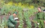 Lai Châu: Đa dạng công tác tuyên truyền xóa bỏ cây có chứa chất ma túy