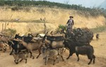 Đề xuất phát triển mô hình sản xuất giúp đẩy lùi cây chứa chất ma túy ở Lai Châu