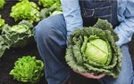 Bắp cải - loại rau mùa lạnh được ví như thuốc tăng lực cho hệ miễn dịch