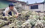 Hà Tĩnh: Làng mật mía hơn 50 tuổi đỏ lửa ngày cuối năm