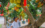 TPHCM: Bưởi Diễn tiền triệu tràn ngập đường chờ Tết