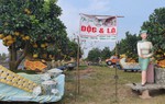 Vườn bưởi Tết cổ tích "độc không đụng hàng" hút khách ở Hưng Yên