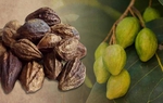 Ngâm loại quả này với mật ong trị ho rất tốt, có thể tăng cường miễn dịch và phòng bệnh nhiễm trùng