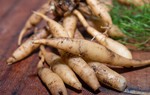Loại cây được ví như "nữ hoàng của các loại thảo mộc" và là "thần dược" của phái nữ