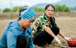 Đẩy mạnh sản xuất theo quy mô hàng hóa, tăng hiệu quả nghề nuôi ngao ở các bãi triều 