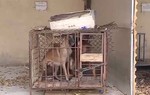 Khởi tố, bắt tạm giam chủ của 2 con chó béc giê cắn bé gái 5 tuổi tử vong
