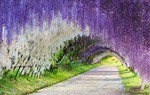 Truyện ngắn: Con đường hoa