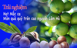 Trải nghiệm: Trồng mắc ca trên cao nguyên Lâm Hà