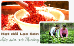 Hạt dổi Lạc Sơn, đặc sản xứ Mường
