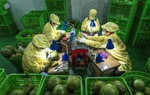 Những phụ nữ ở Bến Tre "làm đẹp" cho bưởi xuất ngoại