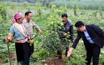 Quy trình để người dân tộc thiểu số được trợ giúp pháp lý thế nào?