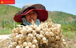 Ăn tại ruộng, nông dân đảo Lý Sơn hối hả chuẩn bị vụ tỏi mới