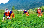 Triển khai Nghị quyết của Quốc hội về cơ chế đặc thù thực hiện các chương trình mục tiêu quốc gia