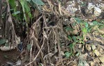 Hà Nội: Phát hiện bộ hài cốt của phụ nữ gần trang trại chăn nuôi gà