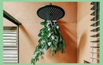 Mùa cúm, treo loại lá này trong phòng tắm để nhận được nhiều lợi ích bất ngờ