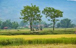 Truyện ngắn: Ủ vào bùn non