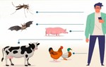 Hơn 70% các dịch bệnh nguy hiểm và mới nổi lây truyền từ động vật sang người