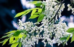 Hoa sưa gọi yên bình