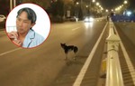 Chó bất ngờ băng sang đường khiến người đàn ông bị gãy xương đòn