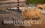 Tận mắt thấy những đàn cừu Ninh Thuận chết khô, hồ nước trơ đáy, nứt nẻ trong hạn hán khốc liệt miền Trung