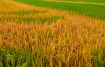 Nghệ An: Người dân sững sờ khi 500m2 lúa chết cháy, nghi bị đầu độc