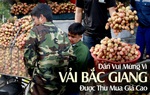 Người dân Bắc Giang vui mừng vì vải được thu mua với giá cao