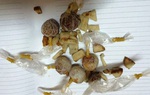 Ăn nhầm bả chó, bé 22 tháng tuổi nguy kịch