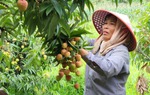 Vụ vải thiều mất mùa chưa từng thấy nhiều năm qua