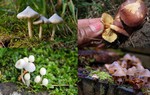 "Nấm thần" từng gây ngộ độc cho 3 người ở Lào Cai nguy hiểm như thế nào?