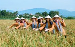 Hỗ trợ bà con vùng DTTS và miền núi làm kinh tế từ mô hình canh tác nếp khoái đen