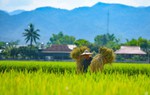 Lời thầm thì của hương lúa