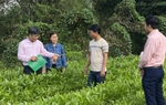 Nguồn vốn vay ưu đãi thay đổi đời sống người dân tộc thiểu số vùng “núi Ấn, sông Trà”