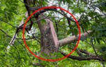 Nạn chặt trộm gỗ sưa trên núi Thầy (Quốc Oai, Hà Nội): Bài 1 - Quần thể sưa trăm năm tuổi dần biến mất 